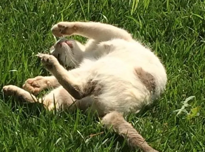 Armonia * Neochori (Magnesia)